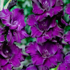 Гладиолус Блэк Велвет крупноцветковый 1 шт.  12/14